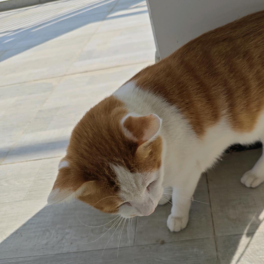 橘猫不烦恼