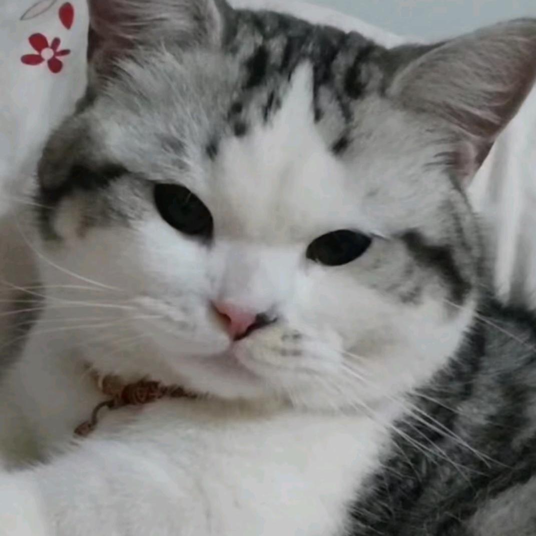 小鱼泡泡