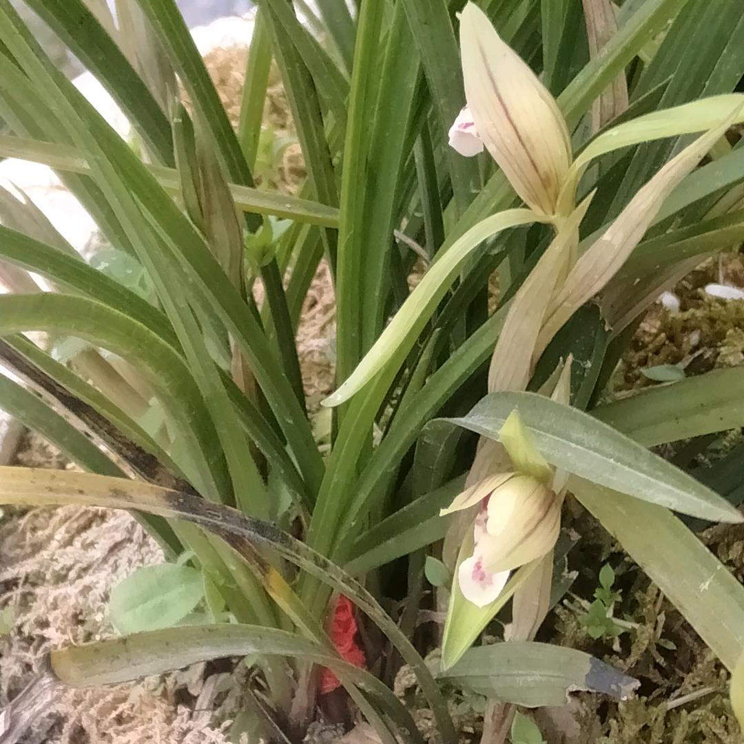 🌺往后💘余生 🐲