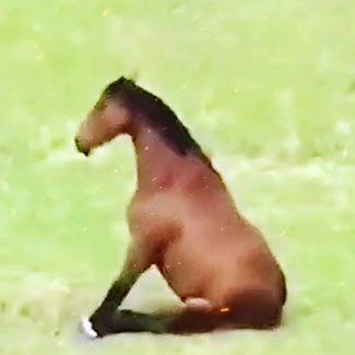 猫猫润泽