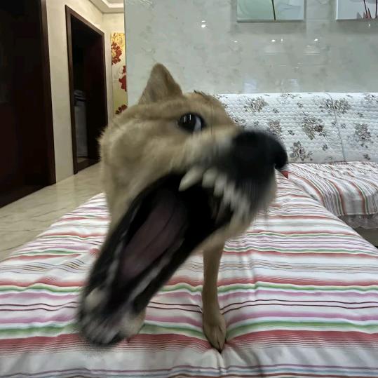 精神病院逃走疯狗追寻者