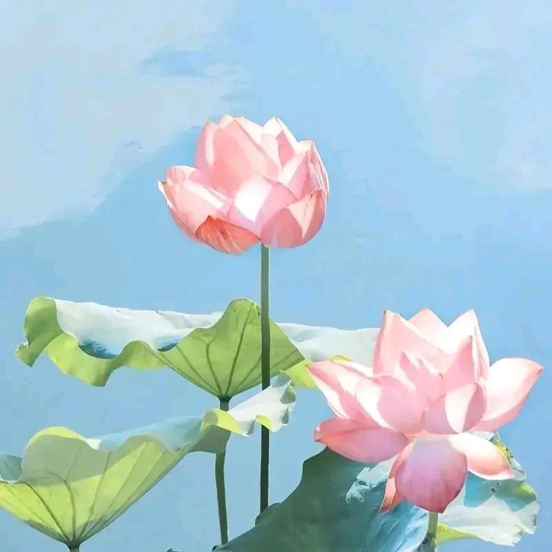 莉莉:~