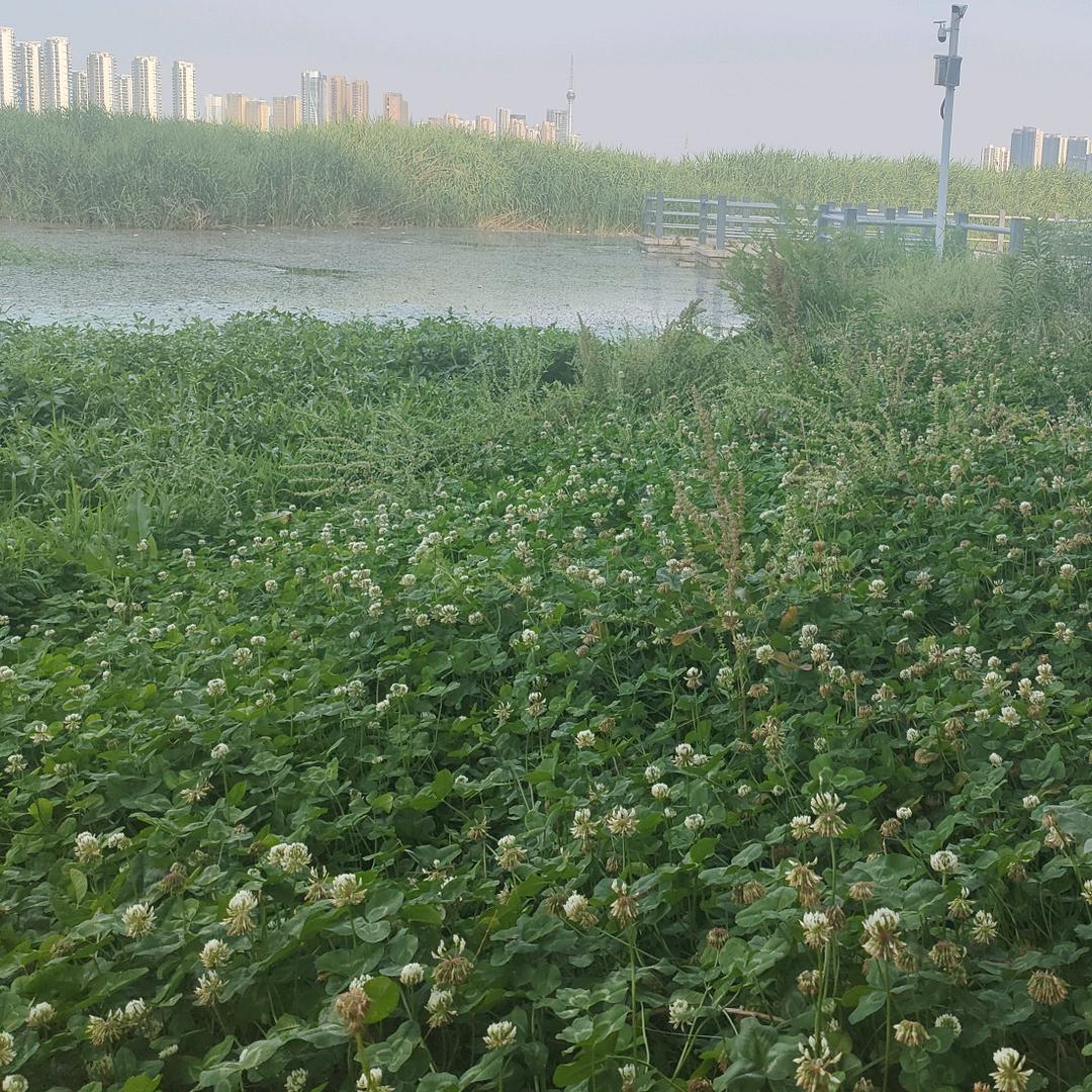 会飞的兔子
