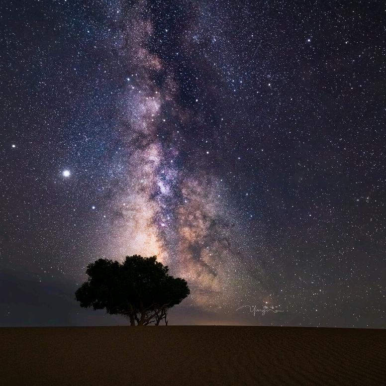 星空下的树