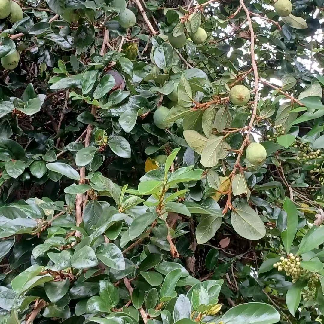 梦想成真