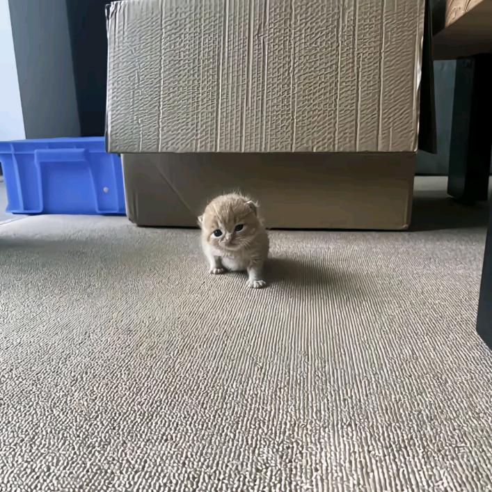 惊蛰