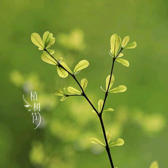 小菊