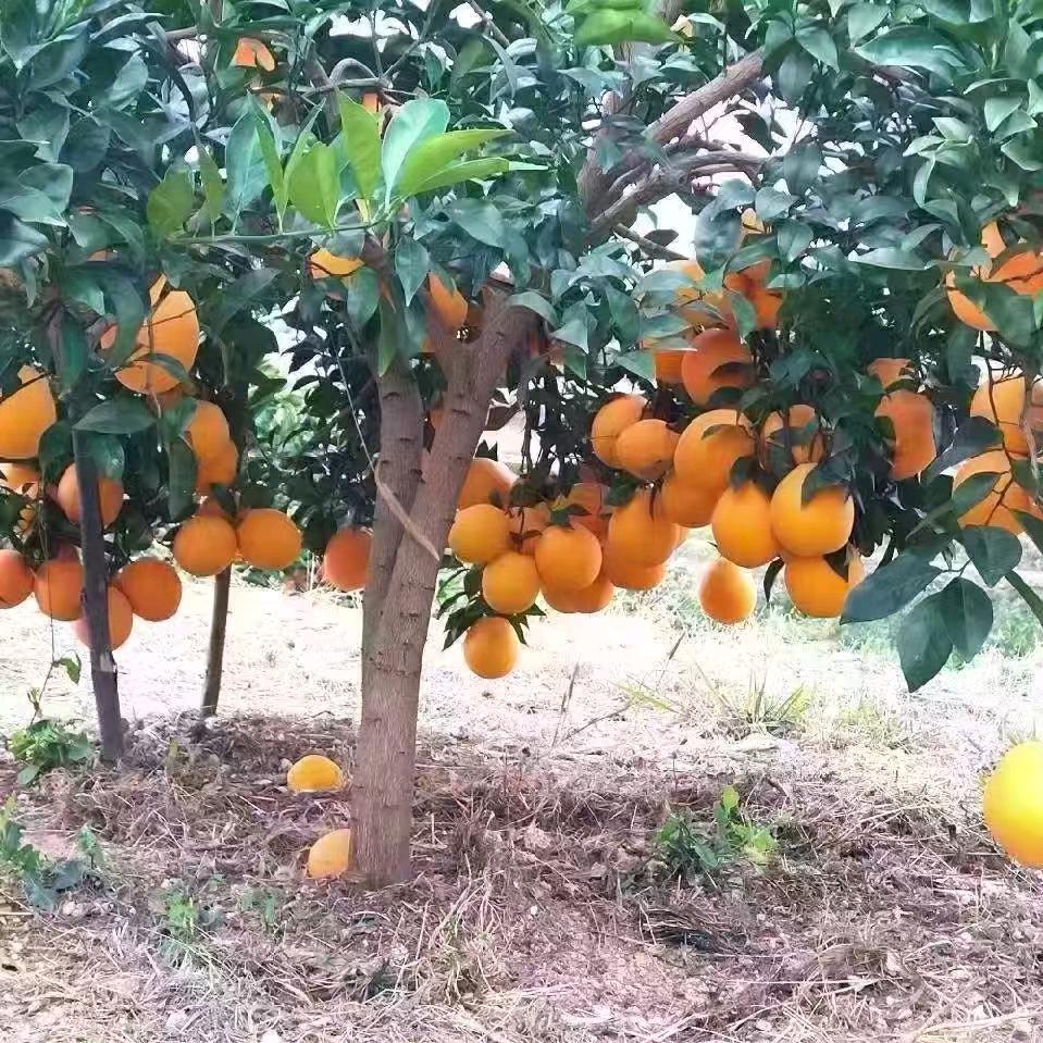 小燕姐