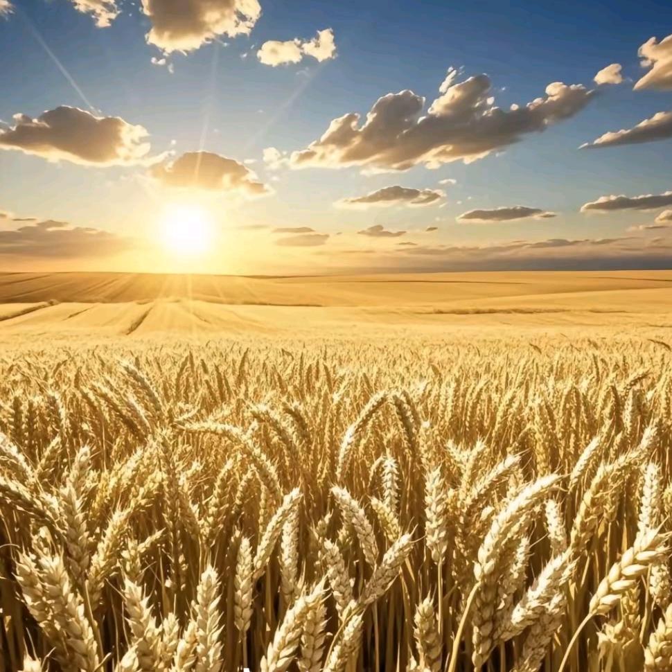 小侯的畅逸精选