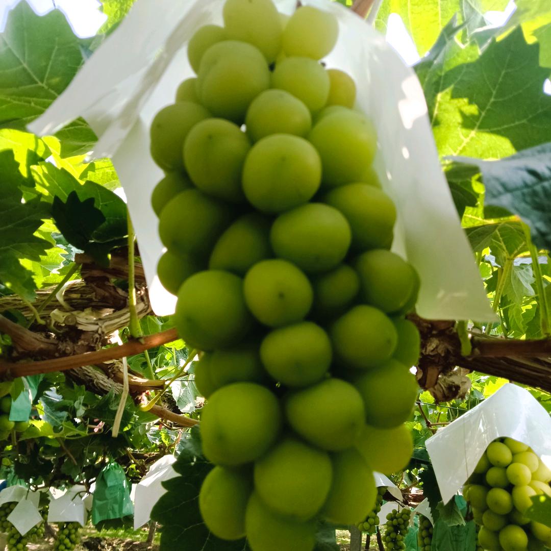 易歌哥乐农产品