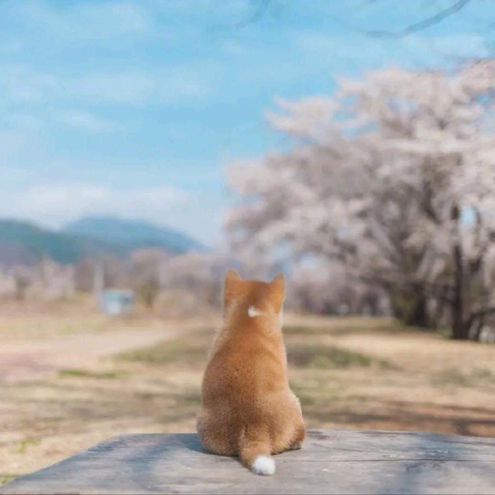 大哥来看我