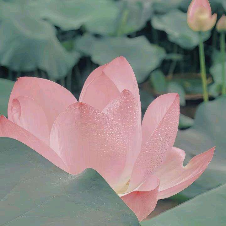 酱香饼农村80后