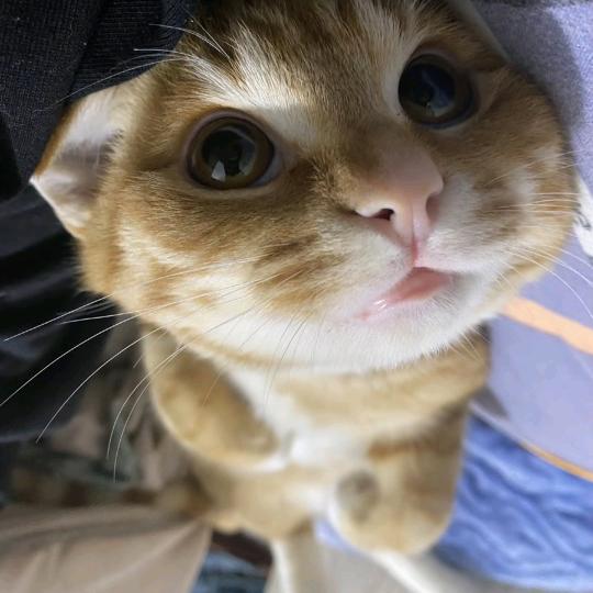 西西是DoBi