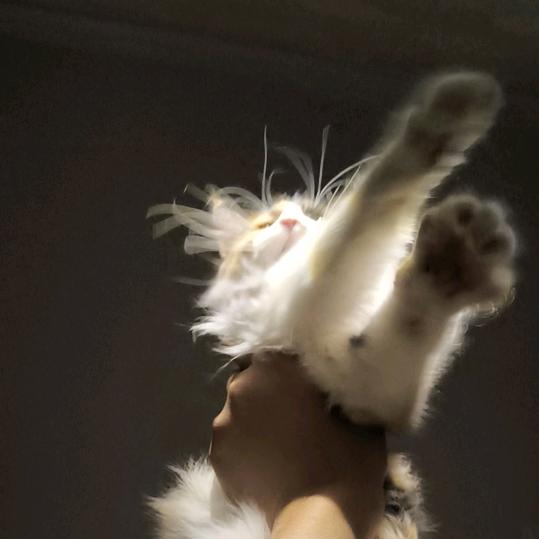 kittykitty