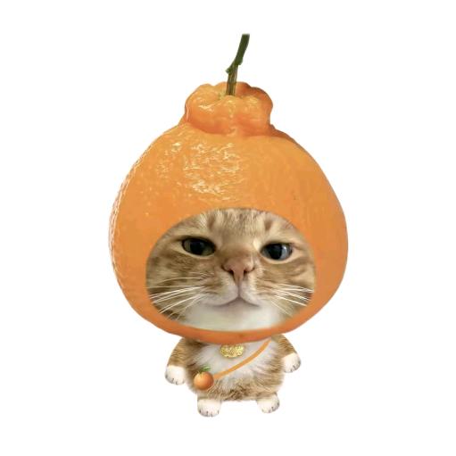小猪猪