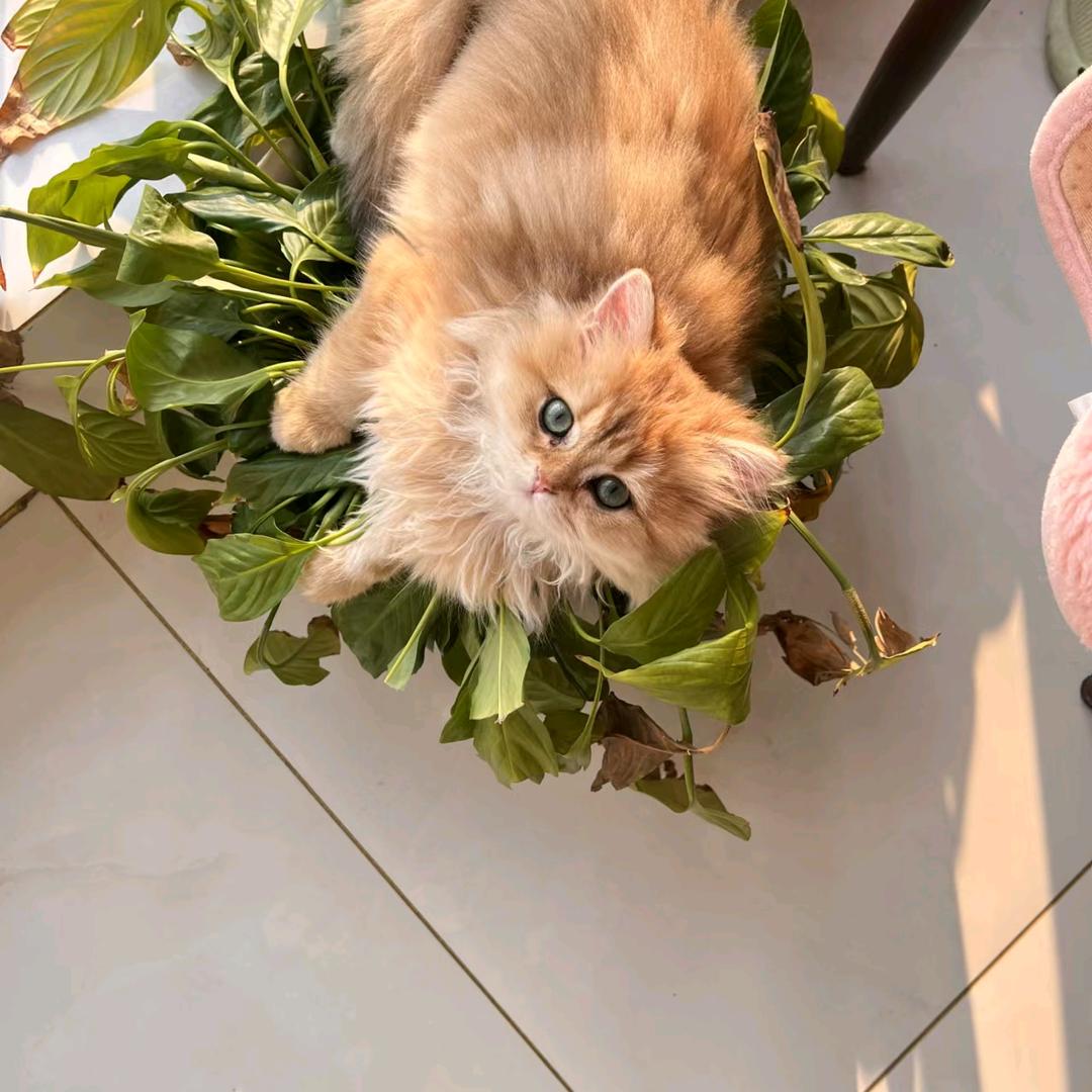 爱喵猫舍