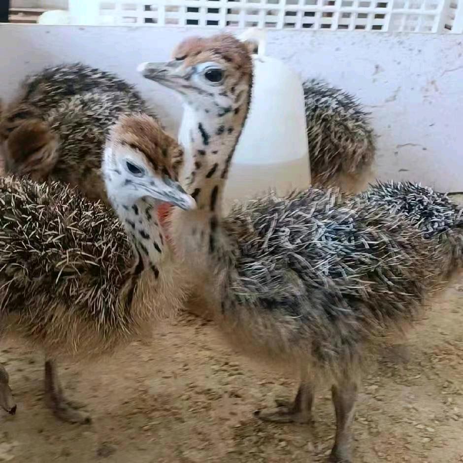 鸵鸟孔雀养殖场