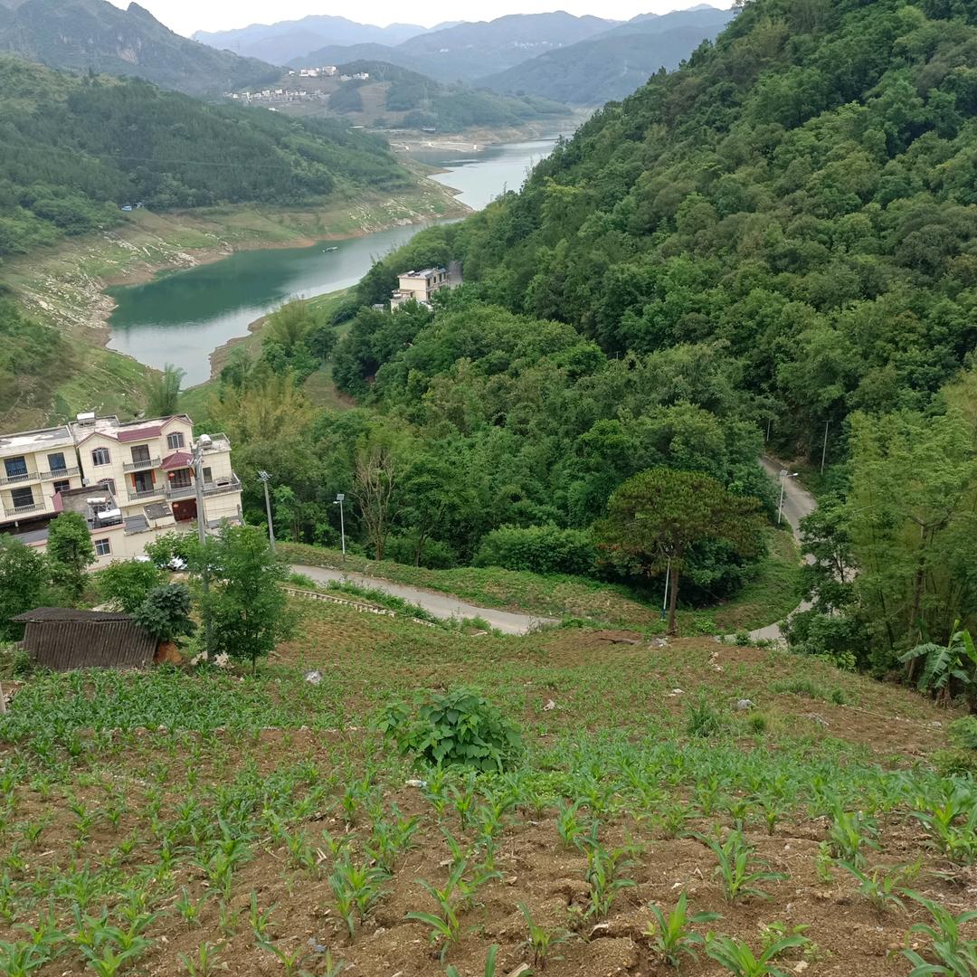 钓鱼 小黄