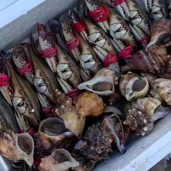 石岛贝贝鲜海产🌊