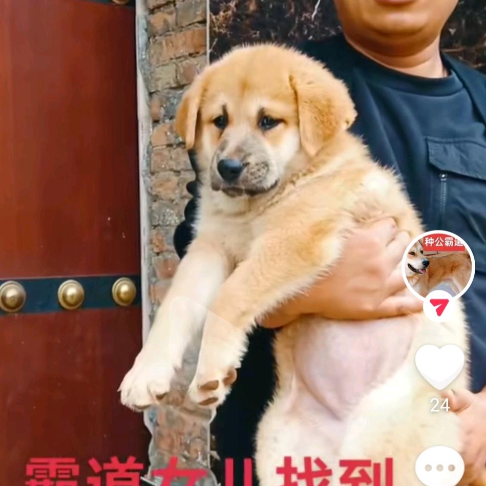 北方土狗传承者