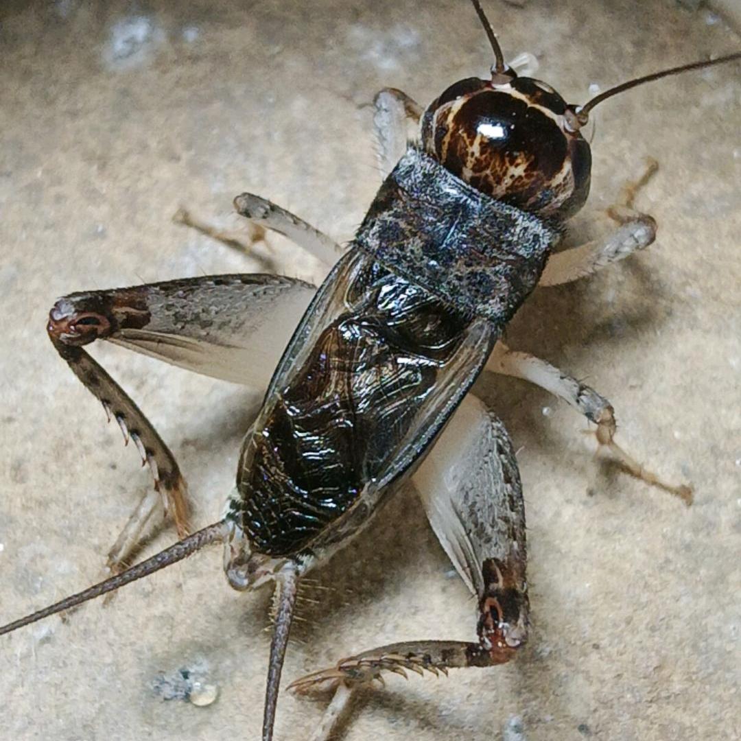 宁津老盖野生蛐蛐