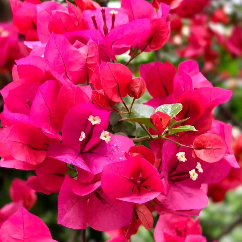 好运连连🌺