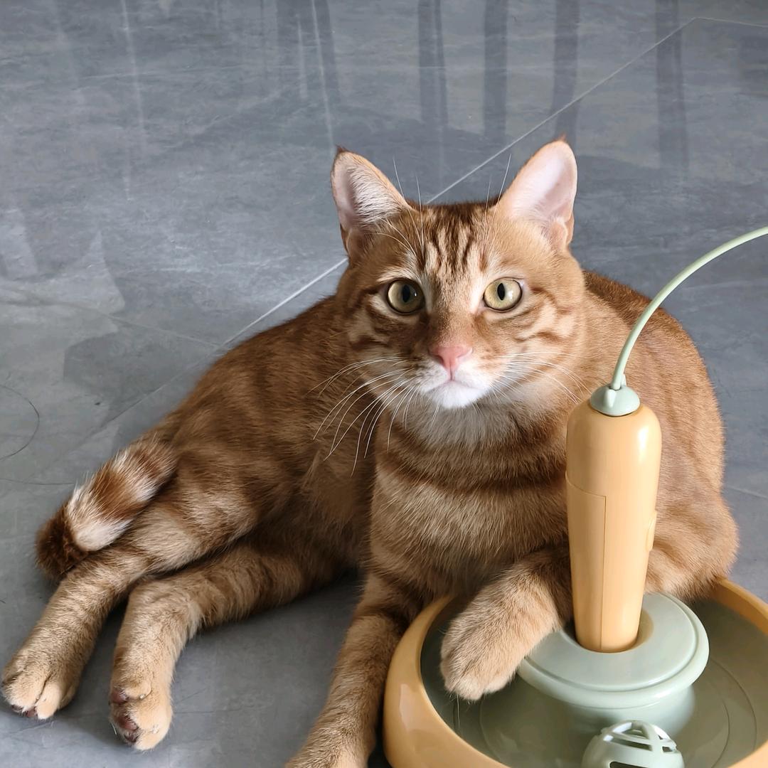 幸福喵🐱球球大宝贝