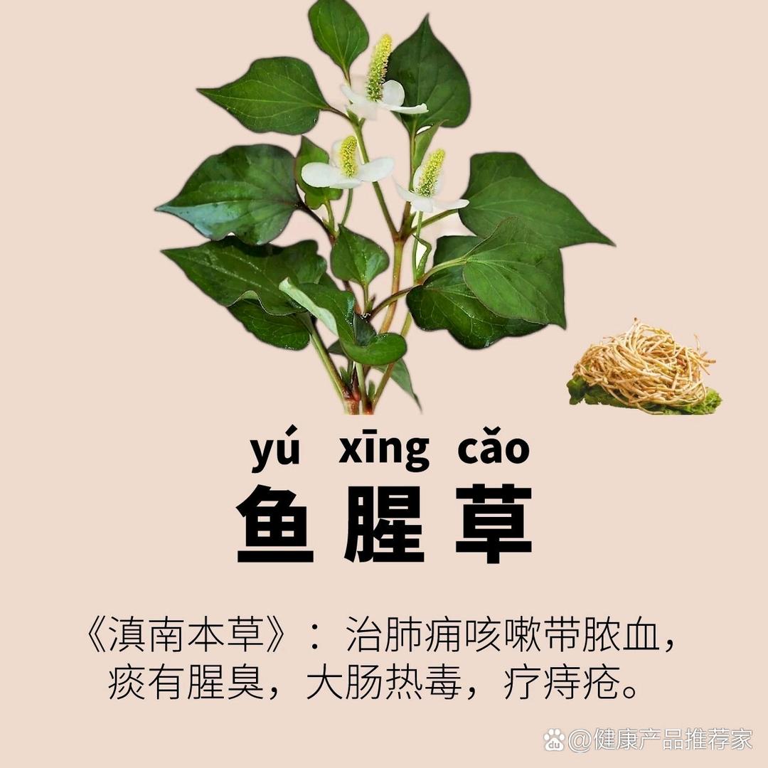 最爱折耳根