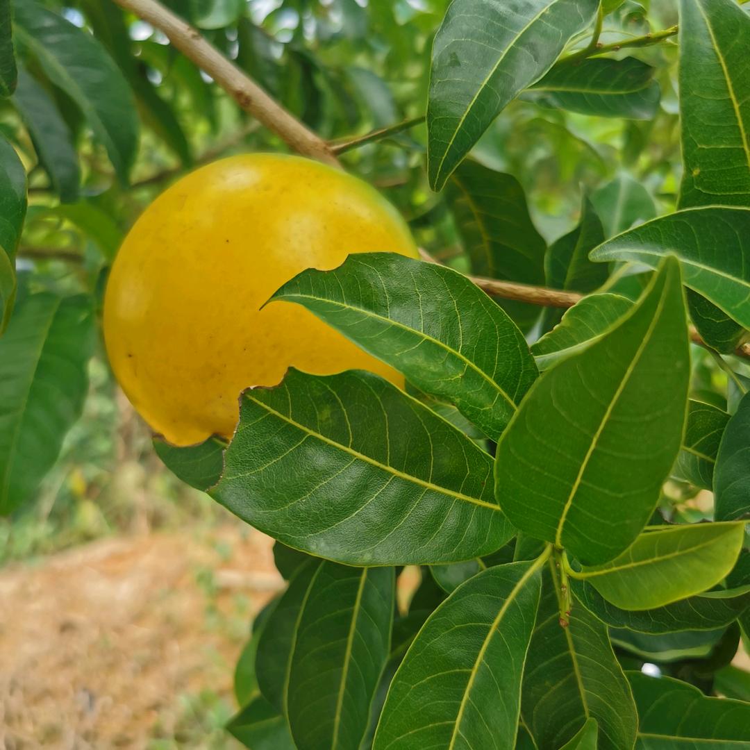 鲲鹏奇楠沉香研发基地