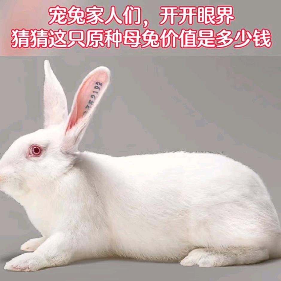 东赢兔业好货店