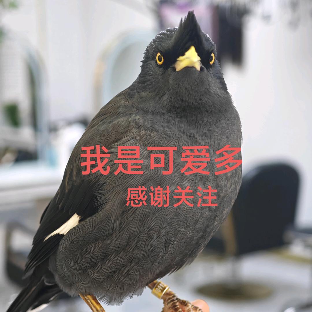 八哥鸟可爱多（看顶置前3个作品连起来看）