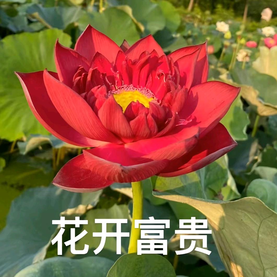 张克影