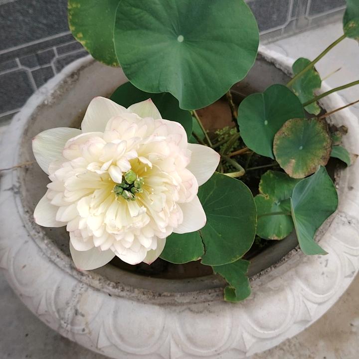 栀夏☘（橱窗有好物）