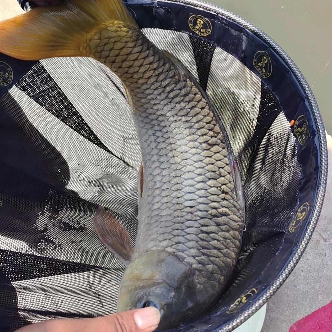 王鑫爱钓鱼