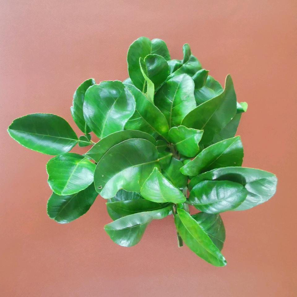 一盏山河👑52赫磁