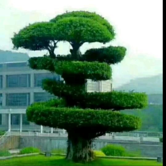 郑好有你