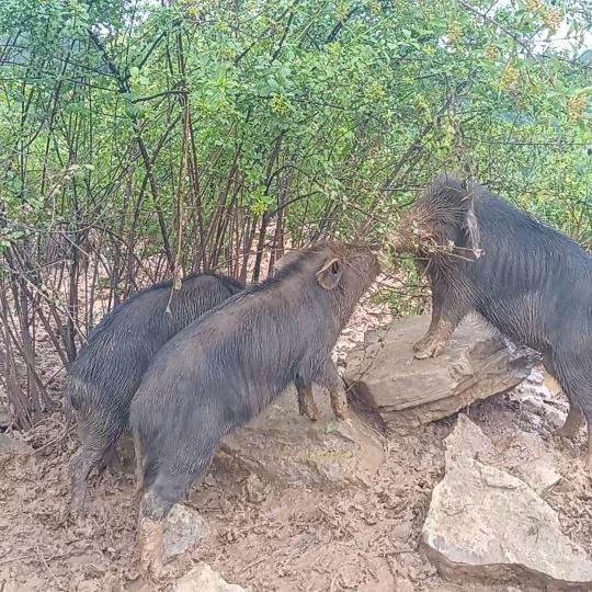 凉都藏香猪肉优选铺子
