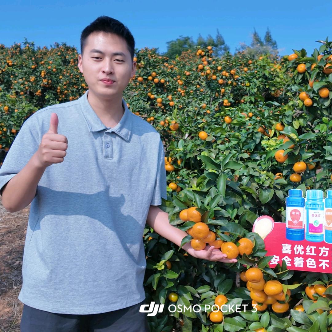 双丰小何做柑橘