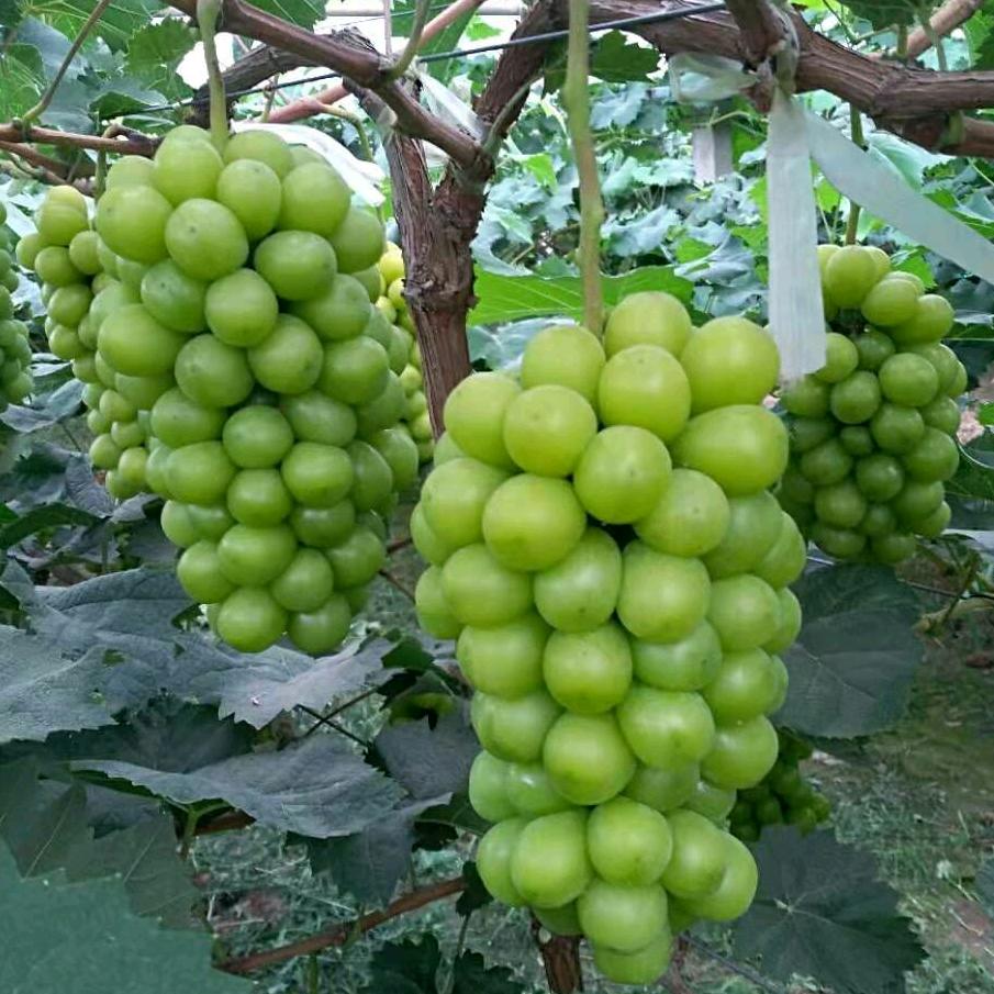 库存阳光玫瑰，魏