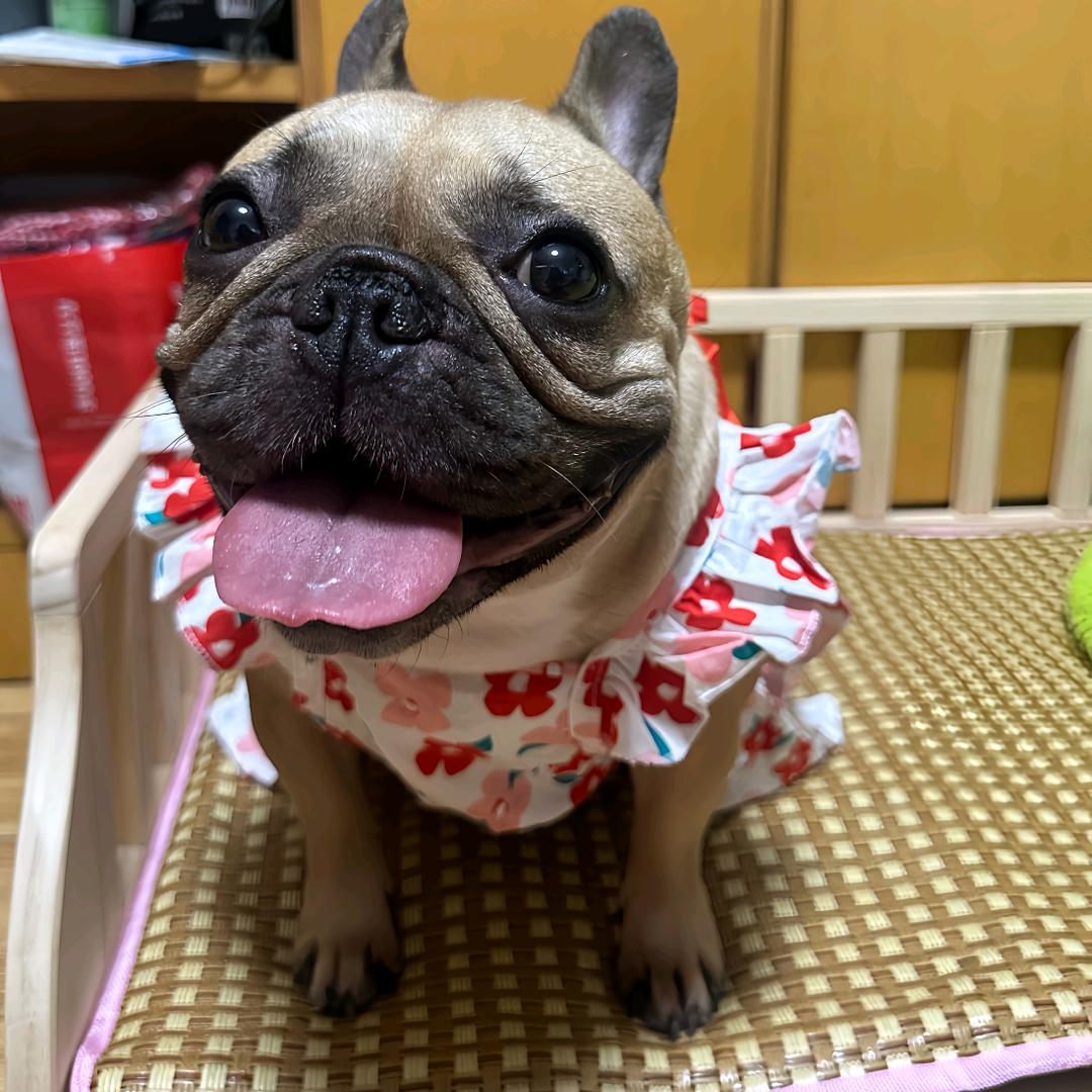 法斗犬百科⁵¹¹