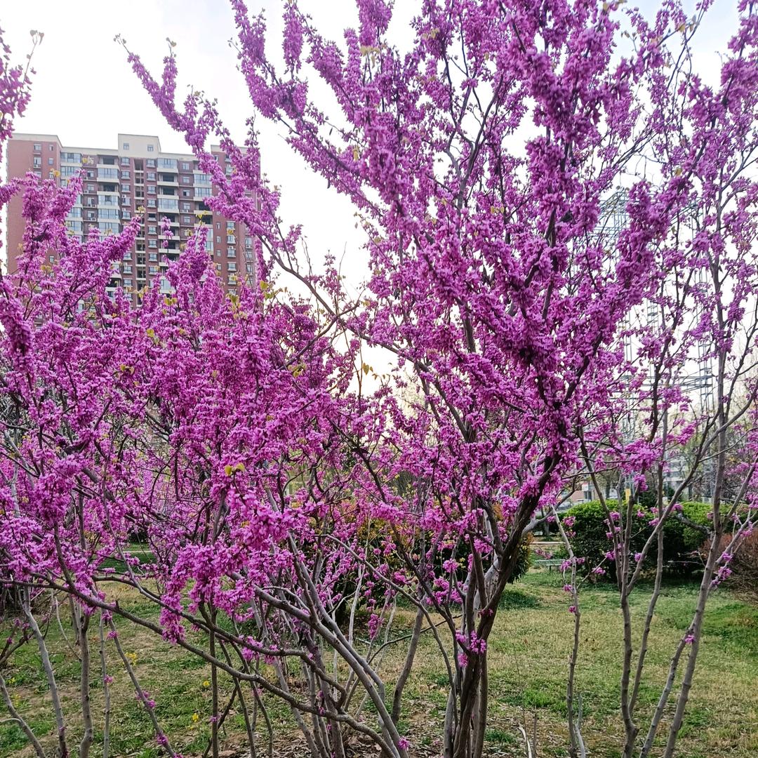 雪花飘飘🌺🌺