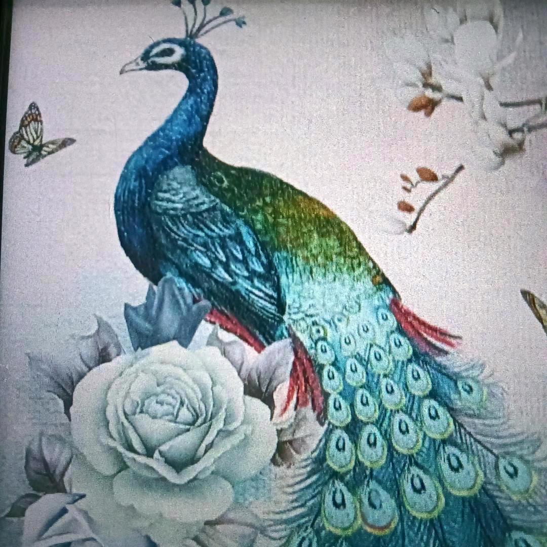 女士