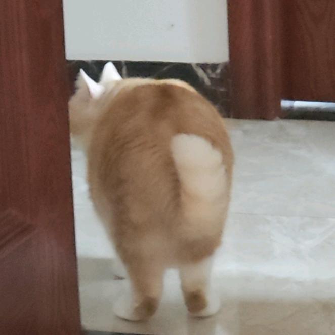 啾啾啾啾九