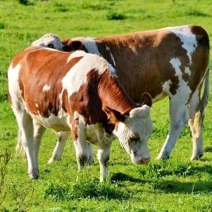 张北牛市马大帅（小号）