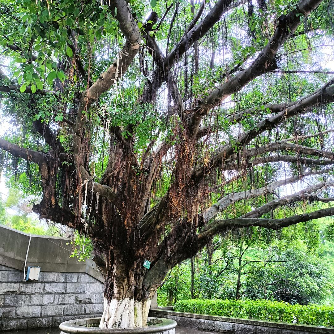 单身书哥