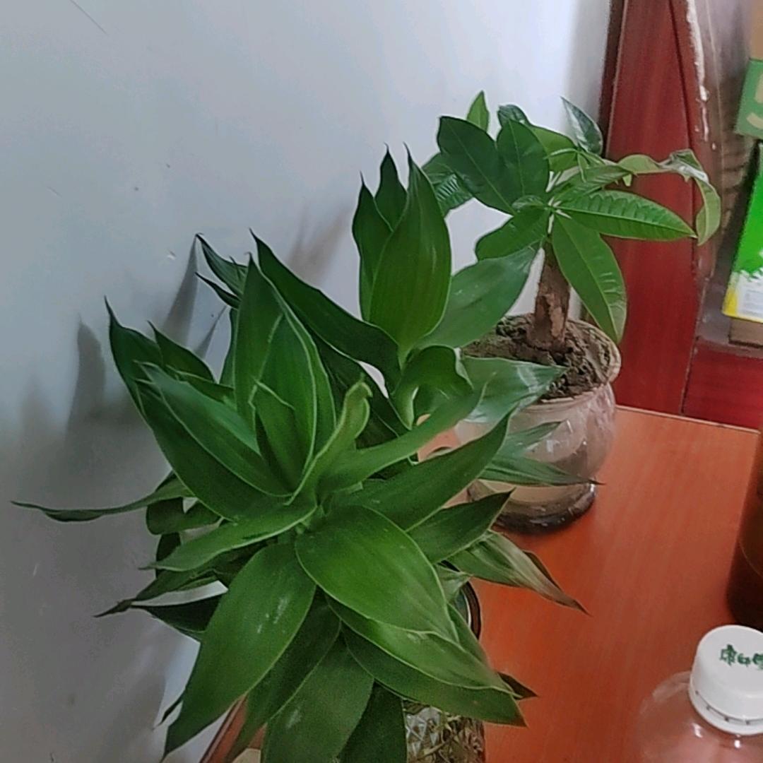 一生无悔