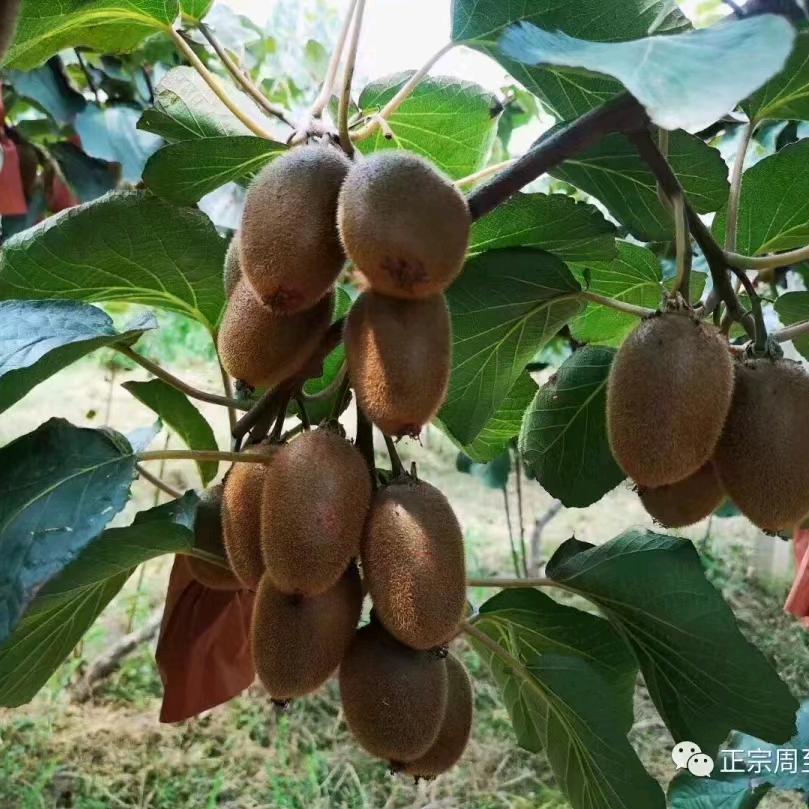 惜缘(周至猕猴桃)招代理