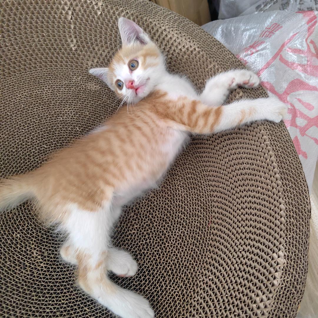 我的小猫泡泡，都会回关