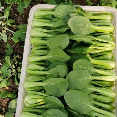 叶菜种植小潘哥