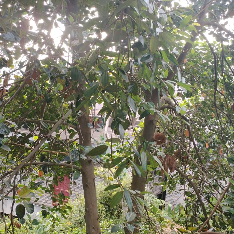 潮妈辣婆